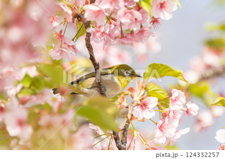 満開の桜と可愛いメジロ 124332257