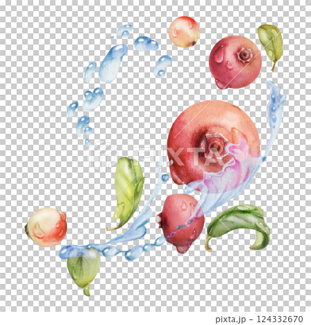 Cranberry lingonberry flying in water splash with green leaves and drops, ripe forest berry bearberry teaberry wintergreen hand drawn in watercolor. Isolated illustration for cafe menu, farmers market 124332670