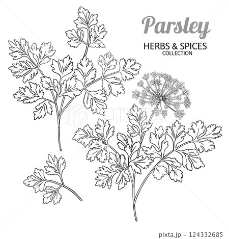 Parsley Branch with Flowers Outline Illustration 124332685