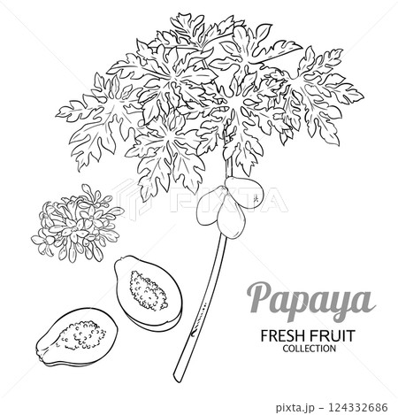 Papaya Plant Vector Outline Illustration Papaya Plant Vector Outline Illustration 124332686