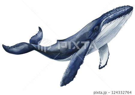blue humpback whale swimming underwater, watercolor illustration marine wildlife, isolated ocean mammal, sea creature 124332764