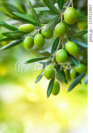 Olive tree branch with leaves and green olives against natural background. Bokeh effect 124332907