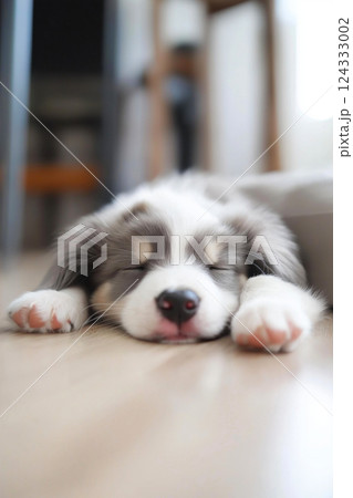 Adorable australian shepherd puppy sleeping peacefully on floor 124333002