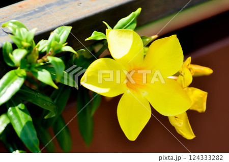 Allamanda cathartica L , Golden trumpet or Allamanda or APOCYNACEAE 124333282