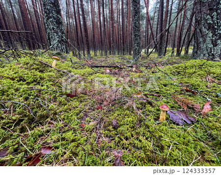 In this serene forest landscape, vibrant green moss and colorful mushrooms grow among the towering pine trees In this serene forest landscape, vibrant green moss and colorful mushrooms grow among the towering pine trees 124333357