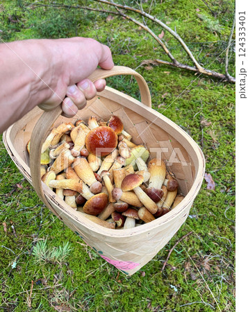 A hand holds a woven basket filled with freshly foraged mushrooms in a vibrant green setting, evoking adventure A hand holds a woven basket filled with freshly foraged mushrooms in a vibrant green setting, evoking adventure 124333401