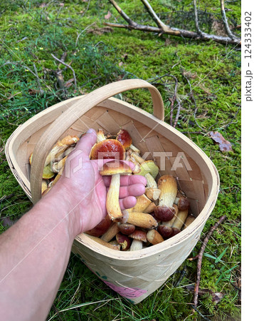A person is gathering a variety of fresh mushrooms in a basket while enjoying a foraging expedition outdoors A person is gathering a variety of fresh mushrooms in a basket while enjoying a foraging expedition outdoors 124333402