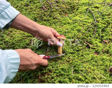 A person is carefully harvesting beautiful mushrooms from vibrant green moss in a serene natural setting A person is carefully harvesting beautiful mushrooms from vibrant green moss in a serene natural setting 124333403