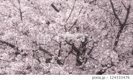 桜 124333476