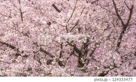 桜 124333477