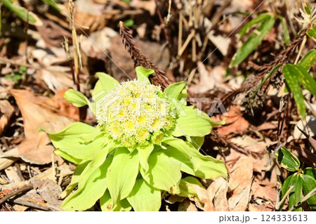 春の訪れを告げるフキノトウ 124333613