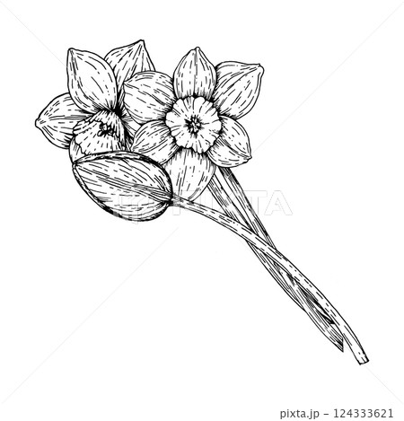 Black and white hand drawn illustration of a spring bouquet with blooming daffodils and a bud. Ideal for greeting cards, packaging, floral projects, Easter and Women s Day themes 124333621