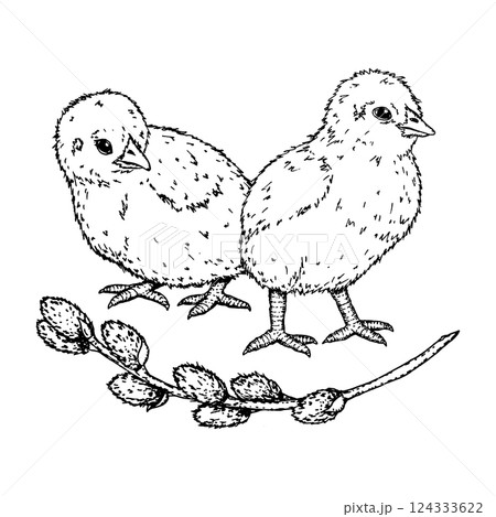 Black and white hand drawn illustration of two baby chicks with a willow branch. Perfect for Easter cards, spring-themed projects, packaging, children s books, and seasonal decorations 124333622