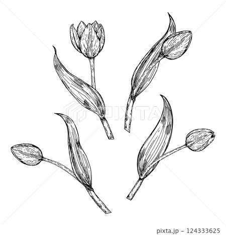 Hand drawn black and white set of tulip buds and stems with leaves. Botanical ink illustration for spring projects, floral compositions, packaging, postcards, 8 March and tulip festivals 124333625