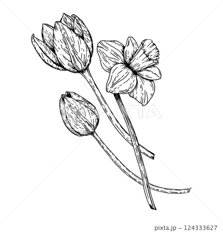 Black and white hand drawn illustration of blooming tulip and daffodil. Perfect for spring projects, botanical prints, Easter, International Women s Day, and March 8 greeting card designs 124333627