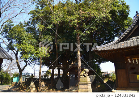 埼玉県鴻巣市滝馬室の氷川神社　拝殿横の大木のスダジイ 124333842