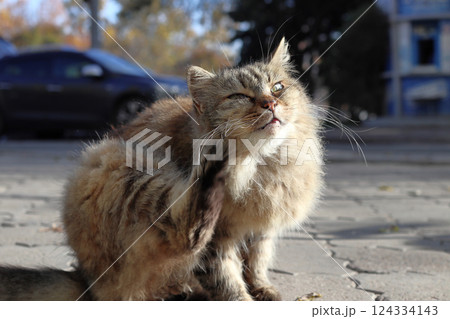 The cat is basking in the sun. 124334143