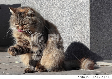 The cat is basking in the sun. 124334144