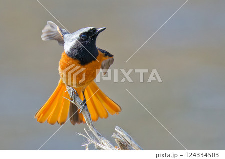 こちらに飛び出すジョウビタキ雄 124334503