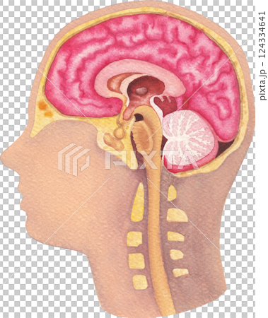 Watercolor illustration of a human brains and a nervous system. 124334641
