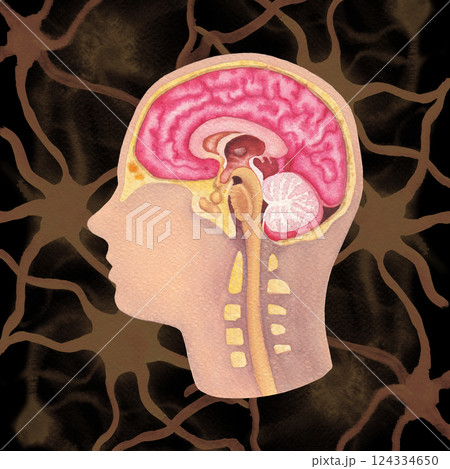 Watercolor illustration of a human brains and a nervous system with an abstract neuron connections on a background Watercolor illustration of a human brains and a nervous system with an abstract neuron connections on a background 124334650