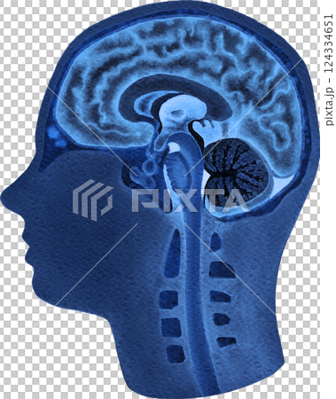 Watercolor illustration of a human brains and a nervous system in an x-rays style. Watercolor illustration of a human brains and a nervous system in an x-rays style. 124334651
