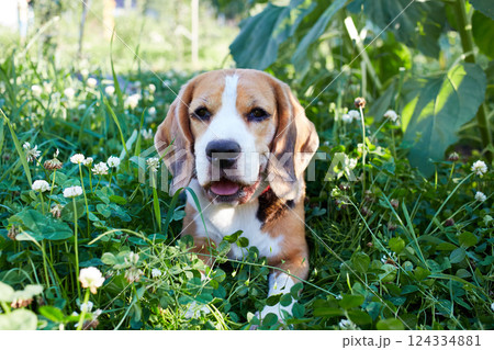 Beagle dog resting on green grass in summer meadow Beagle dog resting on green grass in summer meadow 124334881