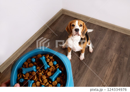 A beagle dog sits on the floor and looks at a bowl of dry food. 124334976