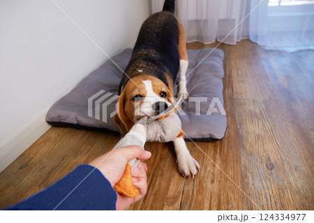 A beagle engages in a lively game of tug-of-war with a toy in a comfortable indoor environment. 124334977
