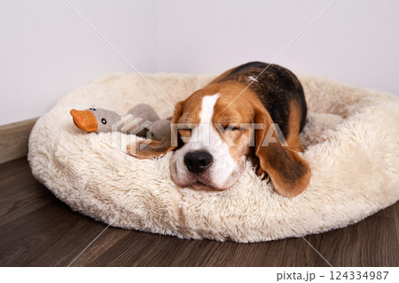 Beagle dog is lying on the dog bed 124334987