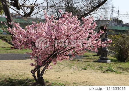 早春の公園に咲くピンク色のカワヅザクラの花 124335035