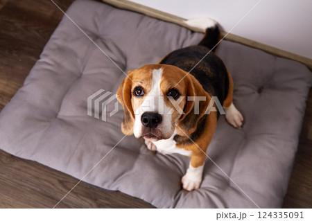 Beagle dog sits on a soft bed Beagle dog sits on a soft bed 124335091