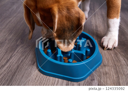 A beagle dog eats dry food from a special bowl for slow feeding of the animal A beagle dog eats dry food from a special bowl for slow feeding of the animal 124335092