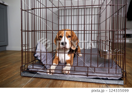 The beagle dog is lying in a cage. Wire crate 124335099