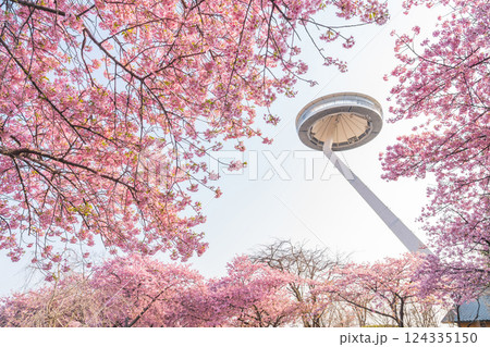 春のなばなの里、満開の河津桜〈三重県桑名市〉 春のなばなの里、満開の河津桜〈三重県桑名市〉 124335150