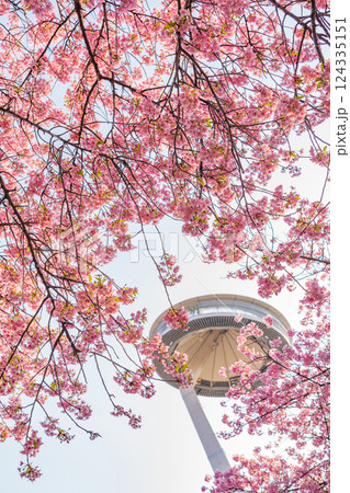 春のなばなの里、満開の河津桜〈三重県桑名市〉 124335151
