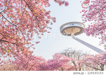 春のなばなの里、満開の河津桜〈三重県桑名市〉 124335153