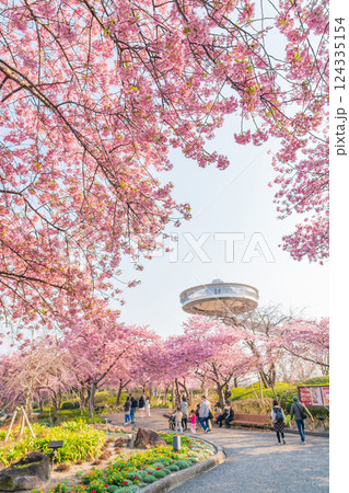 春のなばなの里、満開の河津桜〈三重県桑名市〉 124335154