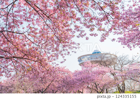 春のなばなの里、満開の河津桜〈三重県桑名市〉 124335155