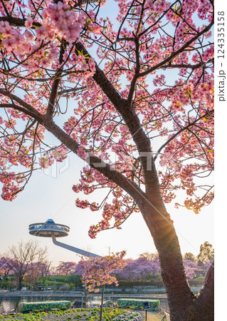 春のなばなの里、満開の河津桜〈三重県桑名市〉 124335158