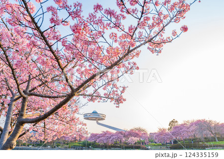 春のなばなの里、満開の河津桜〈三重県桑名市〉 春のなばなの里、満開の河津桜〈三重県桑名市〉 124335159