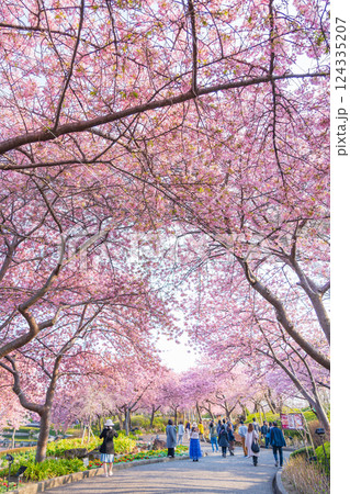 春のなばなの里、満開の河津桜〈三重県桑名市〉 春のなばなの里、満開の河津桜〈三重県桑名市〉 124335207