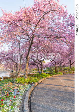 春のなばなの里、満開の河津桜〈三重県桑名市〉 124335209