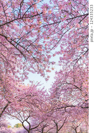 春のなばなの里、ハートの河津桜〈三重県桑名市〉 124335233
