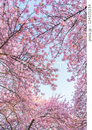 春のなばなの里、ハートの河津桜〈三重県桑名市〉 124335234