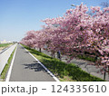 山崎公園河津桜　　　（埼玉県富士見市） 124335610