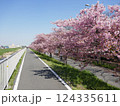 山崎公園河津桜　　　（埼玉県富士見市） 124335611