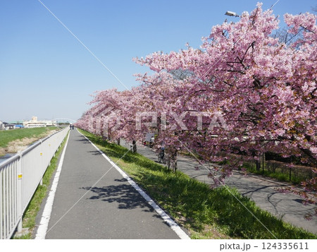 山崎公園河津桜　　　（埼玉県富士見市） 124335611