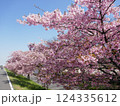 山崎公園河津桜　　　（埼玉県富士見市） 124335612
