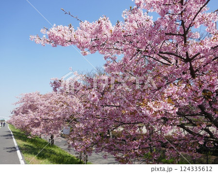 山崎公園河津桜 (埼玉県富士見市) 山崎公園河津桜 (埼玉県富士見市) 124335612